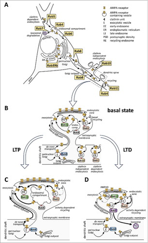 Figure 2. Rab proteins regulating intracellular trafficking of AMPA receptors (AMPARs) in neurons during basal conditions and synaptic plasticity. (A) Enlarged neuronal soma summarizes neuron-specific, Rab-mediated actions in relation to different trafficking steps (see text for details). (B-D) enlarged spines depict Rab-dependent events in the basal state (B), during long-term potentiation (LTP; C) or long-term depression (LTD; D). (B) In the basal state, de novo transport from the Golgi or from the Golgi outpost takes place through Rab8-associated exocytotic vesicles (designated as E). Exocytosis occurs at the extrasynaptic membrane, mostly at the dendritic shaft, although some data suggest direct delivery of AMPARs to the perisynaptic membrane (dashed arrow). Extrasynaptic AMPARs diffuse laterally toward the synaptic membrane where they get immobilized within the PSD. Clathrin-mediated endocytosis of AMPARs into Rab5-positive early endosomes (indicated by EE) occurs at the endocytotic zone, located perisynaptically or within the dendritic shaft. Clathrin-independent and Rab10-regulated endocytosis of AMPAR-type subunits from lipid rafts was reported in C. elegans neurons, as well. Besides de novo trafficking, continuous recycling directly from Rab4-positive endosomes or through Rab11-associated recycling endosomes (designated as RE) provides the supply for synaptic AMPARs inside the spines as well as within the shafts (depicted in details only inside the spine heads). (C) upon LTP, the amount of synaptic AMPARs is increased by upregulating de novo trafficking toward the plasma membrane and lateral diffusion of newly inserted AMPARs (indicated by thicker arrows). During activity-dependent recycling, the endosomal compartment is increased in size and recycling through Rab11 positive recycling endosomes is elevated. The role of Rab4-dependent delivery to the membrane has yet to be proven during LTP. It is yet unclear how Rab5-dependent endocytosis is changed during LTP. (D) in case of LTD, the loss of synaptic AMPARs is due to increased Rab5-dependent endocytosis. Rab11-positive recycling is reduced, and a large portion of the endocytosed AMPARs is directed to the Rab7-associated late endosome system and toward lysosomal degradation. During this time, Rab11-dependent recycling is still ongoing.