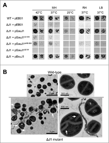 Figure 1. Complementation and electronic microscopy. (A) Transformants of wild-type and ΔRNase J1 strains with the indicated plasmids were grown overnight, diluted to 10−5 and 10−6 respectively, spotted on MH, RH, and LB agar-plates at the indicated temperatures as described Citation18 pEB01 is the empty plasmid. (B) Cultures of wild-type and ΔRNase J1 strains were harvested at an OD600 of 0.4 and subjected to transmission electron microscopy as described in Materials and Methods. The two upper panels show wild-type cells, and the two lower panels show ΔJ1 cells, with white arrows indicating non-canonical divisions.