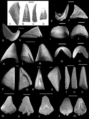 Figure 24. A–D, Fallaxlepas nervosa (Alekseev, Citation2009); A, tergum, original of Alekseev (Citation2009, pl. 4, fig. 20A); B, C, carina, in B, dorsal and C, lateral views, original of Alekseev (Citation2009, fig. 16A, B); D, rostrum in ventral view, original of Alekseev (Citation2009, fig. 15A). E, F, Brachylepas hantonensis Gale, Citation2020a. Holotype carina, original of Gale (Citation2020a, fig. 16C, D) in E, apical and F, lateral views (NHMUK IC 1575). G, H, Brachylepas thieli Gale, Citation2020a, holotype carina, original of Gale (Citation2020a, fig. 16A, B) in G, apical and H, lateral views (NHMUK IC 1574). I–Z, Brachylepas guascoi (Bosquet, Citation1857). I, J, rostrum in I, internal and J, ventral views, original of Gale and Sørensen (Citation2014, fig. 15E, F: NHMUK IC 842). K–M, carina, in K, dorsal, L, lateral and M, internal views, original of Gale in Gale and Sørensen (Citation2014, fig. 15A–C: NHMUK IC 841). N, O, apical views of small carinae, originals of Gale in Gale and Sørensen (Citation2014, fig. 14O, P: NHMUK IC 839, 840). P, Q, scutum in P, external and Q, internal views, original of Gale in Gale and Sørensen (Citation2014, fig. 14A, B: NHMUK IC 827). R, tergal view of scutum, original of Gale in Gale and Sørensen (Citation2014, fig. 14E: NHMUK IC 823). S, external view of tergum, original of Gale in Gale and Sørensen (Citation2014, fig. 14C: NHMUK IC 825). T–V, upper latera, in T, oblique lateral, U, external and V, internal views, originals of Gale in Gale and Sørensen (Citation2014, fig. 14I–K: NHMUK IC 826, 824, 836). W–A1, imbricating plates, in W, X, Z, external and Y, A1, internal views. Originals of Gale in Gale and Sørensen (Citation2014, fig. 15J, K: NHMUK IC 909, 910; NHMUK IC 913). A–D, Maastrichtian, Beshkosh Mountain, south-west Crimea, Ukraine. E, F, Lewes Chalk Formation, upper Turonian, Froxfield, pit no. 112 of Brydone, Citation1912, Hampshire, UK. G, H, lower Cenomanian, Kassenberg, Mülheim-Broich, Germany. I–A1, upper lower Campanian, Ivö Klack, Skåne, Sweden. Scale bars equal 5 mm (I–S), 1 mm (T–A1) and 0.5 mm (E–H).