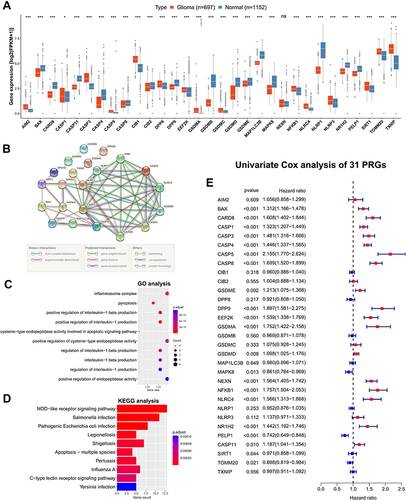 Figure 1 Expression, function and prognosis analyses of 31 PRGs in glioma. (A) The expression comparison of PRGs between glioma tissues (TCGA) and normal brain tissues (GTEx). (B) PPI network of PRGs. Elements not connected to others were hidden. (C, D) GO and KEGG pathway analysis of PRGs. (E) Univariate Cox regression analysis of PRGs in CGGA693 cohort. * p<0.05, *** p<0.001, and ns No significance.