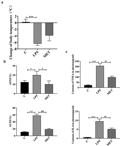 Figure 1. The effect of metformin on body temperature, plasma alanine aminotransferase (ALT) and aspartate aminotransferase (AST). (a) Changes in body temperature before and after 18 h of LPS injection among C group, LPS group, and MET group. (n = 5 per group) (b) Plasma ALT/AST levels before and 24 hours after the LPS injection in the three groups. (n = 3 per group) (c) Plasma TNF-α and IL-6 contents measured by ELISA. Values with *P < .05, **P < .01, and ***P < .001 are statistically significant between C group and LPS group, while values with #P < .05, ##P < .01, and ###P < .001 are statistically significant between LPS group and MET group.