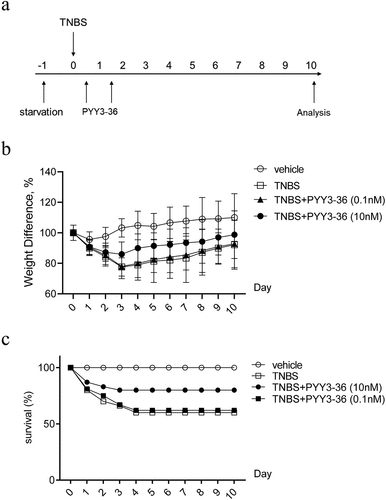 Figure 2. PYY 3–36 treatment improves the weight loss and death rate of mice with TNBS-induced colitis. Mice treated with 50% ethanol in PBS were used as the vehicle control. Colitis was induced by TNBS (2 mg per 20 g of body weight) at day 0. After 12 h, mice received intraperitoneal injections of 0.1 nM or 10 nM PYY 3–36. (a) All experimental Balb/c mice were weighed every day and sacrificed on day 10. (b) Weight change normalized to weight data on day 0 and (c) survival rate was calculated to assess the disease progression. Three individual experiments were performed n ≥ 5 mice in each group.