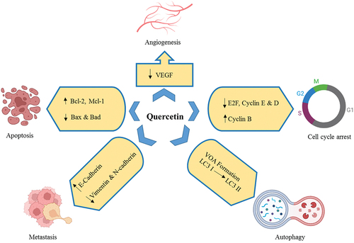 Figure 3. Anticancer effects of quercetin.