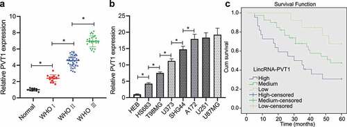 Figure 1. High expression of lncRNA PVT1 in glioma tissues and cells related to poor prognosis. (a), LncRNA PVT1 expression determined by RT-qPCR in clinical samples of patients with glioma (N = 75) and normal samples (N = 10). (b), LncRNA PVT1 expression determined by RT-qPCR in HEB cell line and glioma cell lines. (c), Correlation of lncRNA PVT1 expression with patients’ survival analyzed by the Kaplan-Meier method (N = 75). * p < .05. The experiment was repeated 3 times independently.