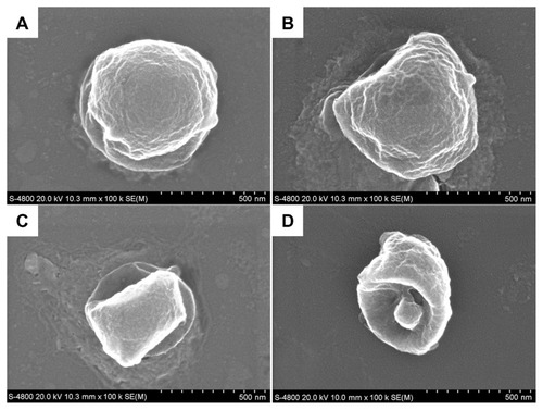Figure 6 Scanning electron microscopic images of the degradation process of BBF-loaded PLLA nanoparticles in phosphate-buffered saline. (A) 10 days. (B) 20 days. (C) 30 days. (D) 45 days.Abbreviations: BBF, (Z-)-4-bromo-5-(bromomethylene)-2(5H)-furanone; PLLA, poly(L-lactic acid).