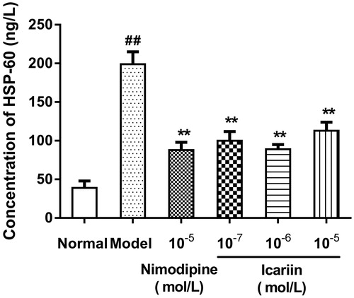 Figure 3. Effect of icariin on HSP-60 levels in OGD-treated PC12 cells. Model control cells were treated with 2 h OGD. The treated cells were incubated with icariin (10−7, 10−6 or 10−5 mol/L) or nimodipine (10 μmol/L) 1 h before OGD and 2 h throughout OGD. Normal control cells were incubated in a regular cell culture incubator under normoxic conditions. After these treatments, HSP60 levels in cell supernatant fluid were analyzed using ELISA assay. Mean ± SD for six samples. ##p < 0.01 vs normal control group. **p < 0.01 vs model control group.