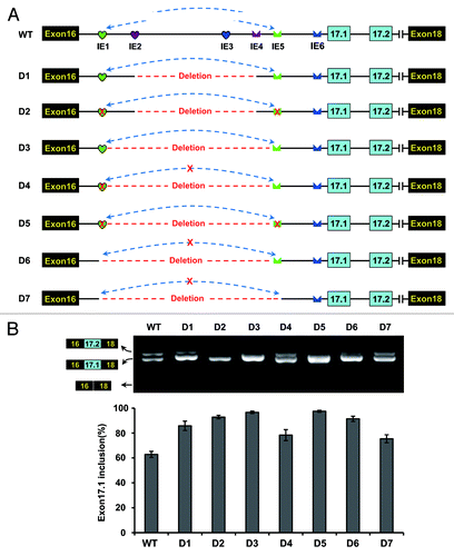 Figure 5. Intronic RNA pairing interaction functions through approximating splice sites in D. melanogaster. (A) Schematic diagrams of the minigene constructs used to test the importance of approximating. A red cross in IE1 or IE5 denotes a disrupting mutation. IE1–6 elements are indicated as in the legend to Figure 4. (B) Effects of a series of deletions and mutations on exon 17.1 selection. Quantitative data are shown and expressed as percentages of the mean ± SD from three independent experiments.