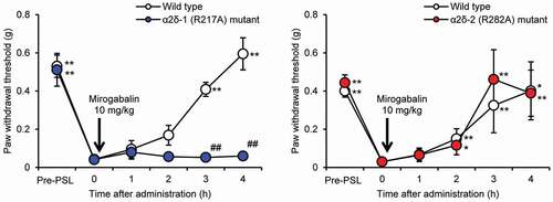 Figure 3. Analgesic effect of mirogabalin in a PSL model of α2δ subunit mutant mice