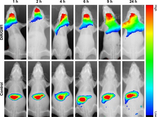 Figure 3 In vivo fluorescence imaging of Kunming mice at different time points after administration with free DiR (control) and DiR/GM1 micelle.Abbreviation: DiR, 1,1′-dioctadecyl-3,3,3′,3′-tetramethyl indotricarbocyanine iodide.