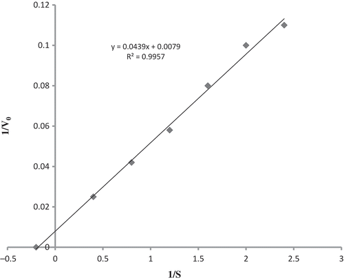 FIGURE 3 Double reciprocal plot between initial rate of hydrolysis and substrate concentration.