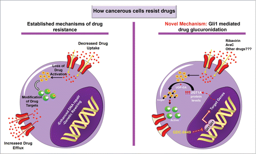 Figure 1. Well established molecular mechanisms underlying drug resistance include altered drug metabolism (increased drug efflux, decreased uptake), modification of drug targets, enhanced DNA repair, and genetic rewiring. In our novel mechanism, upregulation of Gli1 expression indirectly increases UGT1As, which catalyze the addition of glucuronic acid to the drug leading to the loss of drug-to-target interaction. This resistance could be reverted by either indirect or direct Gli1 inhibitors (GDC-0449 and Gant61, respectively). This mechanism might also apply to drugs other than Ribavirin and AraC.