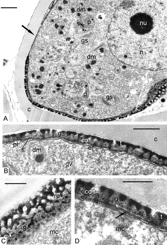 Figure 4. Late tetrad stage in Chamaedorea microspadix microspores. A, B. At this stage, the accumulation of sporopollenin is intensified revealing the pattern of the primexine with its columellae (co), tectum (t) and the foot layer (fl). Where sectioned obliquely (A, asterisk), the primexine shows a reticulate pattern. In the area of the future aperture (A, arrow), most of the ectexine is absent. Microspores contain a large nucleus (n) with a nucleolus (nu), large plastids (p) with typical plastoglobules, double-membrane organelles (dm) with dark-contrasted inclusions, active dictyosomes (Golgi stacks, gs) pinching off Golgi vesicles (gv), obliquely sectioned exine shows a reticulate pattern (rp). D. The foot layer becomes thicker (arrow). Legend to all figures: c – callose, co – columellae, er – endoplasmic reticulum, g – glycocalyx, mc – microspore cytoplasm, pl – plasma membrane, t – tectum. Scale bars – 1 μm (A), 0.5 μm (B–D).
