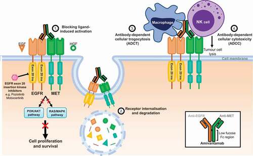 Figure 1. Mechanisms of action of amivantamab to target NSCLC cells. Small molecule kinase inhibitors e.g. poziotinib and mobocertinib bind to the kinase domain of EGFR exon 20 insertion mutants and block downstream survival signaling. In contrast, the anti-EGFR-MET antibody amivantamab has been described to have 4 mechanisms to block EGFR/MET signaling: 1. Extracellular binding of amivantamab to receptors prevents further activation by blocking binding of ligands, 2. Antibody-bound receptors are internalized and degraded, 3. Macrophage/monocyte recruitment triggers antibody-dependent cellular trogocytosis (ADCT), from the Greek trogo ‘to gnaw’ – a process that results in transfer of small membrane fragments including EGFR/MET receptors from tumor cells to lymphocytes and 4. Activated NK cells directly lyse tumor cells via antibody-dependent cellular cytoxicity (ADCC)[Citation78–80].