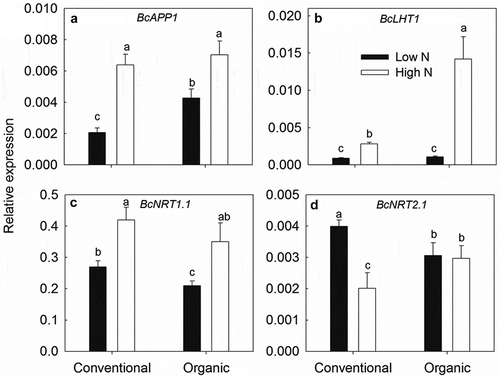 Figure 7. Expression analysis of BcAPP1 (a), BcLHT1(b), BcNRT1.1 (c), and BcNRT2.1 (d) genes in pakchoi roots under 24 h low (0.15 μg N g−1 dry soil) and high N (15 μg N g−1 dry soil) treatments. Different lower-case letters indicate significant differences between treatments at 0.05 level.