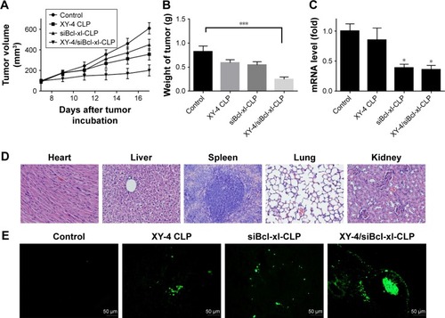 Figure 13 Anticancer effects and safety of XY-4/Bcl-xl siRNA co-loaded cationic liposomes on B16 mouse melanoma xenograft model. (A) Tumor development curve, calculated by tumor volume (CLP= cation liposome); (B) average weight of tumors in each group. Compared with other treatment groups, the co-delivery formulation group achieved a statistically significant reduction in tumor weight (***P<0.001); (C) Bcl-xl mRNA levels in tumors from each group. The co-delivery formulation group achieved a statistically significant reduction in mRNA levels (*P<0.1); (D) histological analysis of mouse tissues; (E) TdT-mediated dUTP nick-end labeling (TUNEL) staining of B16 mouse melanoma xenograft.