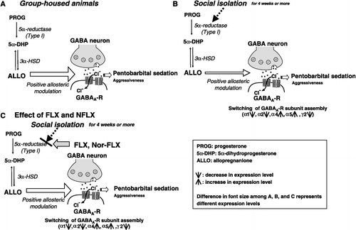 Figure 1 Schematic drawing of putative mechanism underlying social isolation-induced behavioral abnormalities and neurosteroid downregulation. (A) GABAergic neurotransmission in group-housed mice. ALLO synthesized by 5α-reductase type I and 3α-HSD at physiologically relevant concentrations positively modulates the action of GABA at GABAA-R, thereby exhibiting permissive action in the regulation of pentobarbital-induced sedation (bold, larger font) and suppressing aggression (smaller font), respectively. (B) GABAergic neurotransmission in socially isolated male mice: protracted social isolation (for 4 weeks or more) causes i) downregulation of 5α-reductase I expression and reduced brain ALLO content (indicated by a smaller font) and ii) alterations of GABAA-R subunit expression (i.e. decreases in α1-, α2-, and γ2-subunit and increases in α4- and α5-subunits), thereby reducing GABAA-R function. The decrease in GABAA-R-mediated signal transduction contributes to behavioral abnormalities; i.e. decreases in pentobarbital sedation (small font) and increases in aggressiveness (bold font). (C) FLX and Nor-FLX-induced amelioration of neurosteroid downregulation and behavioral abnormalities caused by social isolation. FLX and Nor-FLX ameliorate pentobarbital sedation and reduce aggressiveness, presumably by activating 5α-reductase type I and by correcting the reduced level of brain ALLO content, thereby normalizing GABAA-R-mediated signal transduction.