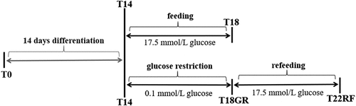 Figure 1. Schematic overview of the study design. SGBS pre-adipocytes at time point T0 were differentiated for 14 d. Then, mature adipocytes were used to start a control group for normal feeding (4 d) and a test group for glucose restriction (4 d) and refeeding (4 d). GR: glucose restriction, RF: refeeding.