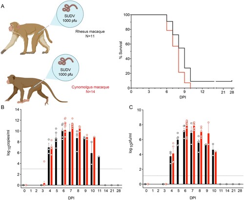 Figure 1. Survival and viral loads of SUDV-infected macaques. (A) Kaplan-Meier survival curves of cynomolgus macaques (red; N = 14) and rhesus macaques (black; N = 11) i.m. exposed to 1000 PFU of SUDV-Gulu. Macaque icons were created with BioRender (https://biorender.com/). (B) Viral loads were measured by RT-qPCR in whole blood and reported as log10 copies/ml at the denoted time points. The limit of detection for this assay is 1000 copies/ml (indicated by a dotted horizontal line). (C) Plasma viremia was measured by standard plaque assay at the denoted time points and reported as log10 PFU/ml. The limit of detection for this assay is 25 PFU/ml (indicated by a dotted horizontal line). For (B) and (C), each bar represents the average titre ± SEM for each cohort. Individual subjects are represented by circles. Abbreviations: SUDV, Sudan virus; i.m., intramuscular; DPI, days post infection; PFU, plaque-forming units.