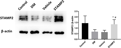 Figure 3 Representative Western blot and Western blot analysis of STAMP2 expression in the control, DM, vehicle and STMAP2 groups. Data for 6 rats in each group were compared using t tests. **p<0.01 vs vehicle; #p<0.05 vs DM.
