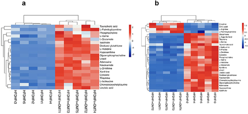 Figure 6 Metabolites with significant differences among the HFDHFr group and NC group in serum samples (a) and liver samples (b). Red represents high expression and blue represents low expression.