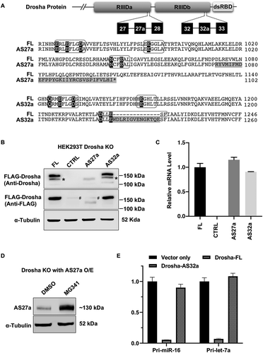 Figure 2. Characterization of Drosha-AS27a and Drosha-AS32a isoforms.