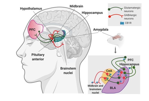 Figure 2. The amygdala is highly interconnected with the main brain regions involved in fear, stress, and anxiety. These areas include the amygdala, prefrontal cortex, hippocampus, midbrain, brainstem nuclei, pituitary anterior, and the hypothalamus and have similar functions in rodents and humans. Left figure: an overview of this interconnected circuit is represented in the human brain. The amygdala has bilateral glutamatergic interconnections with the prefrontal cortex and the hippocampus to associate emotional, cognitive, and executive functions. The amygdala controls the activity of midbrain, brainstem nuclei, and neuroendocrine areas (hypothalamus and pituitary anterior) through GABAergic projections that mediate emotional, motor, and neuroendocrine responses to fear, stress, and anxiety. Right figure: precise modulation of fear expression by cannabinoid signaling in the same circuit targeting the amygdala is represented in the rodent brain at the bottom right panel. In detail, the role of the cannabinoid 1 receptor (CB1R) depends on the specific cell type and brain region where they are expressed. On GABAergic neurons, activation of CB1R leads to a decrease in active coping strategies in the fear conditioning paradigm, which may facilitate anxiogenic-like responses, possibly due to a decreased activity of GABAergic interneurons in the basolateral amygdala that produces an activation of glutamatergic neurons projecting to the central amygdala, which results in enhanced activity of the central amygdala. Conversely, the activation of CB1R on glutamatergic terminals in the central amygdala induces a decrease in passive coping strategies in the fear conditioning paradigm facilitating anxiolytic-like responses, possibly due to attenuated glutamatergic excitation from the basolateral amygdala, which results in a decreased activation of GABAergic neurons in the central amygdala that project to the midbrain and other brainstem nuclei. These results point to a supposed bimodal control of fear expression by cannabinoid signaling in amygdala-dependent circuits that can also be modulated by glutamatergic inputs from the prefrontal cortex and the hippocampus. Abbreviations: BLA, basolateral amígdala; CB1R, cannabinoid 1 receptor; CeA, central amygdala; PFC, prefrontal cortex