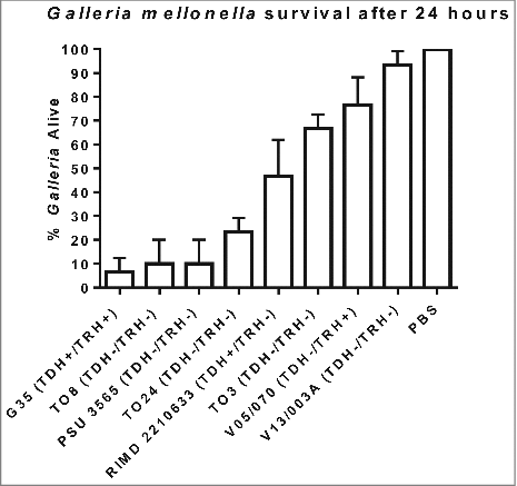 Figure 1. Survival of G. mellonella following infection with 100 CFU per larvae of V. parahaemolyticus strains RIMD 2210633, G35, T08, PSU 3565, T024, T03, V05/070 or V13/003A. The results shown are the means of three experiments, each using groups of 10 larvae per strain. The error bars indicate standard deviation.