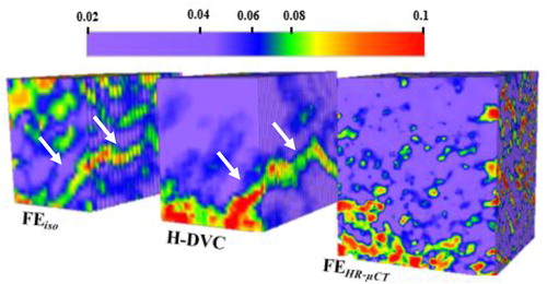 Figure 2. Von mises strain maps plotted for the three models (FEiso, H-DVC, and FEHR-µCT) respectively (the white arrows indicate the fracture zones (high strain zones)).
