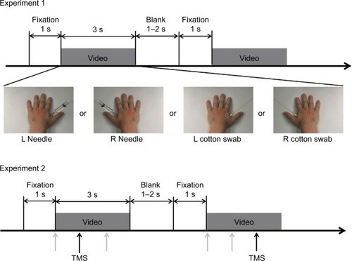 Figure 1 Experimental design used in this study. Red crosses represent the fixation point. Arrows in experiment 2 indicate the time for transcranial magnetic stimulation after the onset of the video clip. Each magnetic stimulation was delivered at one of three time points (0, 1000, or 2000 ms after movie onset) for viewing each video clip (gray arrows). Black arrows indicate the examples of magnetic stimulation (1000 ms for the left video and 2000 ms for the right one).