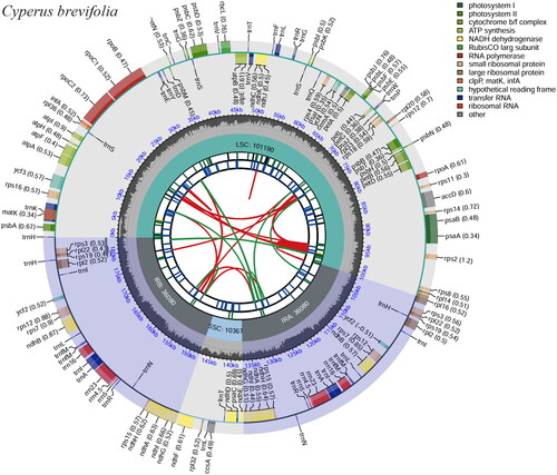 Figure 2. Genome map of C. brevifolius chloroplast genome was generated using CPGview. The map contains six tracks. From the inner circle, the first track depicts the dispersed repeats connected by red (forward direction) and green (reverse direction) arcs, respectively. The second track shows the long tandem repeats as short blue bars. The third track displays the short tandem repeats or microsatellite sequences as short bars with different colors. The fourth track depicts the sizes of the inverted repeats (IRa and IRb), small single-copy (SSC), and large single-copy (LSC). The fifth track plots the distribution of GC contents along the plastome. The sixth track displays the genes belonging to different functional groups with different colored boxes. The outer and inner genes are transcribed in the clockwise and counterclockwise directions, respectively.