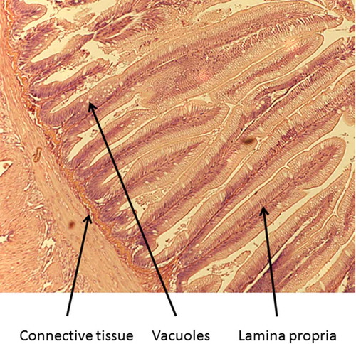 Figure 1. Distal intestine of rainbow trout receiving the fishmeal control diet.