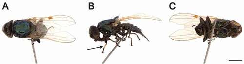 Figure 3. Physiphora alceae adult. (a) dorsal, (b) lateral, (c) ventral view. The black arrow indicates the foreleg with the creamy-yellow metatarsus. Scale bar: 1 mm