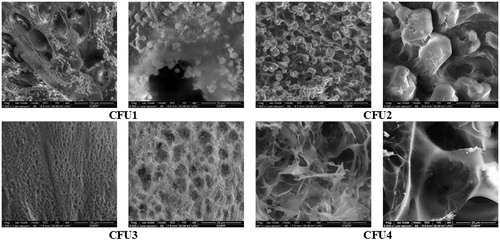 Figure 3. SEM images of the CFU systems.