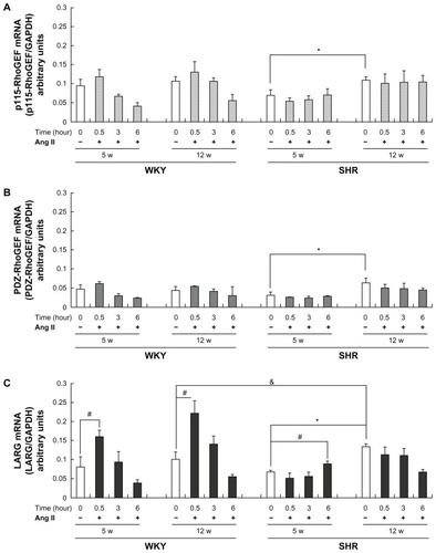 Figure 1 Rho guanine nucleotide exchange factor (RhoGEF) messenger RNA (mRNA) expression in rat vascular smooth muscle cells (VSMCs) at baseline and after angiotensin II (Ang II) stimulation. VSMCs from 5- and 12-week-old (5W and 12W, respectively) spontaneously hypertensive rats (SHRs) and Wistar-Kyoto (WKY) rats were treated with or without 0.1 μmol/L of Ang II for the indicated times. The mRNAs of (A) p115-RhoGEF, (B) PSD-95/Disc-large/ZO-1 homology (PDZ)-RhoGEF, and (C) leukemia-associated RhoGEF (LARG) were measured by quantitative real-time polymerase chain reaction and were normalized to glyceraldehyde-3-phosphate dehydrogenase (GAPDH). Age-related differences were observed in SHRs but not in WKY rats: the level of LARG expression detected in the 12W group of SHRs was higher than that for the 5W group of SHRs. LARG expression was upregulated by Ang II stimulation in the 5W and 12W groups of WKY rats and in the 5W group of SHRs, but no significant change in the 12W group of SHRs was observed.Notes: Data presented as the means of six independent experiments plus or minus standard deviation; *P < 0.01, between rats of the same strain, baseline expression (white bar), 12W groups versus 5W groups; #P < 0.01, within subgroup, Ang II–stimulated (black bar) versus baseline expression (white bar); &P < 0.01, baseline expression, 12W group of SHRs versus 12W group of WKY rats.