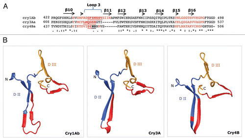 Figure 4 Proposed secondary structure and three-dimensional model for the putative receptor-binding regions of Cry1Ab, Cry3A and Cry4B. (A) Multiple sequence alignments and secondary structure prediction of the amino acid residues spanning β10, loop 3, β11–β16 (end of Domain II and beginning of Domain III) of Cry1Ab (residues 422–498); Cry3A (residues 466–537) and Cry4B (residues 437–506), using PfamCitation181 and SASCitation182 databases. The sequence in red represents solvent-exposed residues. Underlined, bold residues in the three Cry toxins constitute loop 3. The symbols (*), (:) and (.) beneath the alignments denote identical, similar and less similar amino acid residues, respectively. (B) Three-dimensional structure in ribbon format for the putative receptor-binding regions on Cry1Ab, Cry3A and Cry4B. The Cry3A and Cry4B structures are from crystal structures (PDB codes 1DLC and 1W99, respectively). The Cry1Ab structure was generated as a model by the SWISS-MODEL protein modeling serverCitation173 using the crystal structure of the Cry1Aa toxin (88% sequence identity; PDB code 1CIY) as a template. Blue, red and golden shaded areas highlight predicted β-strands and loops.