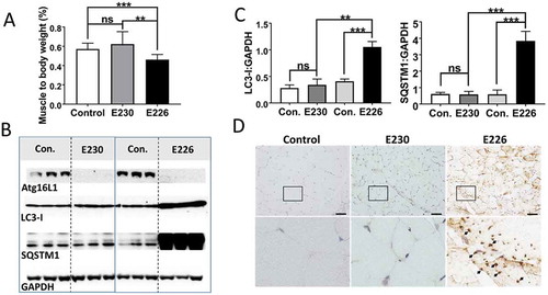 Figure 7. Analysis of muscle. (A) Gastrocnemius muscle weight expressed as a percentage of body weights at 2–3 months of age. E230 (atg16l1E230) n = 6, control n = 5; E226 (atg16l1E226) n = 8, control n = 6. (B) Western blot of muscle lysates from 3 representative mice. Membrane strips taken from the appropriate molecular weight range were analyzed separately by western blot using the indicted antibodies. (C) Bar graphs show levels of LC3 and SQSTM1 relative to GAPDH. (D) Histochemical sections of muscle were immunostained with antibodies against SQSTM1. Enlarged regions of interest are shown in the lower panels. Arrows: SQSTM1 inclusions. Statistical analysis was done by unpaired t test. Error bars represent ±SEM. ***-P < 0.001, **-P < 0.01; ns, non-significant. Magnification 20X, scale bar: 50 µm.