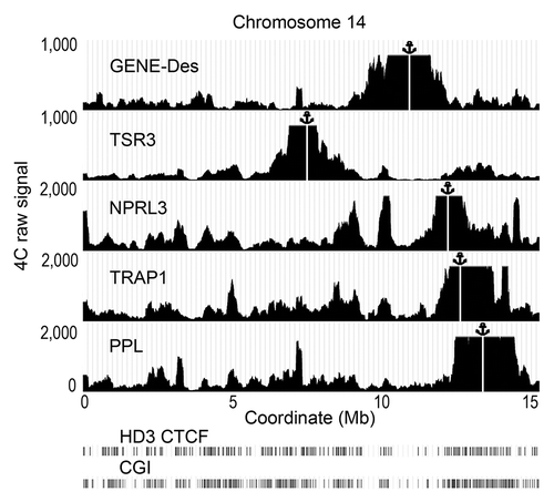 Figure 6. Distribution of the raw 4C signals on chromosome 14 obtained using the anchors situated in CGIs (NPRL3, TSR3, TRAP, PPL) and an anchor situated in a CGI-poor area (GENE-Des) in HD3 cells. The sequenced reads were aligned to the genome near HindIII sites. The distances along chromosome 14 are presented in Mb according to the galGal4 assembly (UCSC). The position of the viewpoint is indicated by the anchor sign above the graphs and by the vertical white line. The positions of CGIs and the CTCF deposition sites mapped by ChIP-Seq in HD3 cells are shown below the graphs demonstrating the distribution of the 4C signals (see the Fig. 1 legend for details). Note that in this illustration, the raw 4С signal was smoothed with moving average approach (200 Kb sliding window width).