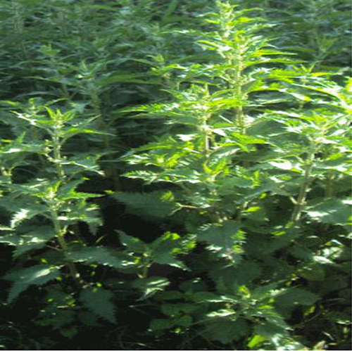 Figure 1 Photograph of a stinging nettle (Urtica simensis) plant as taken from its natural habitat.