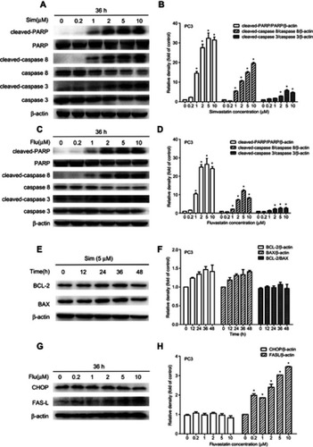 Figure 4 Western blot analysis of simvastatin (Sim) and fluvastatin (Flu) promotion of cell apoptosis in PC3 cells. (A and B) and (C and D) show representative Western blot images and quantitative analyses of dose-dependent effects of simvastatin and fluvastatin on the cleavage of PARP, caspase 8 and caspase 3 in PC3 cells, respectively. The quantitative data are the mean ± SEM of three independent experiments and expressed as folds of corresponding control. (E and F) show respectively a representative Western blot image and quantitative analysis of simvastatin effects on BCL-2 and BAX expression in PC3 cells. (G and H) show respectively a representative Western blot image and quantitative analysis of fluvastatin effects on CHOP and FAS-L expression in PC3 cells. *p<0.05 compared to the corresponding control.