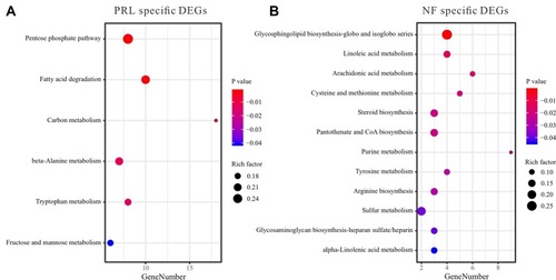 Figure 4 Bubble plot of metabolism-related pathways in PRL-specific (A) and NF-specific (B) DEGs.