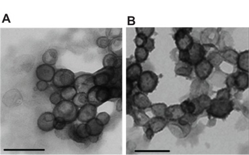 Figure 6 TEM micrographs of vesicles formed from GLH-20 (A) and GLH-32 (B).Notes: Vesicles were formulated from 10 mg/mL bolaamphiphile with cholesterol and cholesteryl hemisuccinate at a molar ratio of 2:1:1 (bolaamphiphile:cholesterol: cholesteryl hemisuccinate) by film hydration followed by consecutive extrusions on 200 nm and 100 nm, respectively. Bar =200 nm.Abbreviation: TEM, transmission electron microscopy.