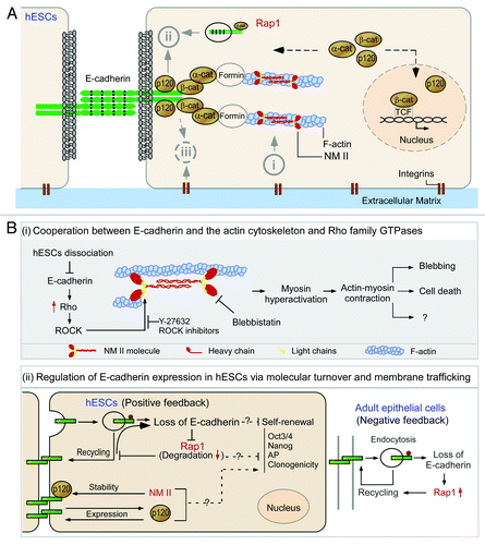 Figure 1. E-cadherin and its associated molecules in the survival and differentiation of human embryonic stem cells. (A) The molecular structure and the binding sites of E-cadherin and its connection with actin cytoskeleton. The extracellular region of E-cadherin consists of five cadherin-type repeats (extracellular cadherin domains) that are bound together by Ca2+ ions. The cytoplasmic tails of E-cadherin bind to p120-catenin (p120) and β-catenin (β-cat), while β-catenin binds to monomeric α-catenin (α-cat) which indirectly anchors the cadherin-catenin complexes to the actin filaments (F-actin). NM II molecules assemble into bipolar filaments by interactions between their rod domains. These filaments bind to actin through their head domains where the ATPase activity enables a conformational change that moves actin filaments in an anti-parallel manner. (B) Schematic view of the pathways associated with E-cadherin in the survival of human embryonic stem cells. (i) Cooperation between E-cadherin and the actin cytoskeleton and Rho family GTPases in the regulation of survival of dissociated human embryonic stem cells (hESCs). The subunit of non-muscle myosin II (NM II) forms a dimer through interactions between the α-helical coiled-coil rod domains. The globular head domain contains the actin-binding regions and the enzymatic Mg2+-ATPase motor domains. The light chains bind to the heavy chains at the lever arms that link the globular head and rod domains. Dissociation of hESCs results in disruption of E-cadherin mediated cell-cell adhesions and subsequently leads to Rho/ROCK activation and phosphorylation of myosin light chain. Y-27632 inhibits ROCK activation and therefore suppresses the phosphorylation of myosin light chain and promotes the survival and cloning efficiency of hESCs. Blebbistatin inhibit heavy chains and facilitate survival of dissociated hESCs. (ii) Regulation of E-cadherin expression in hESCs via molecular turnover and membrane trafficking. Unlike epithelial cells, hESCs lack a negative feedback-like mechanism between Rap1 and E-cadherin. After disassembly of adherens junctions, Rap1 is delivered to lysosomes and degraded, which further hampers hESC clonogenicity. There is another unique positive feedback loop between p120-catenin (p120) and E-cadherin in hESCs. Unlike epithelial cells, E-cadherin increases p120 production, while p120 boosts E-cadherin expression. p120 seems to facilitate E-cadherin accumulation at cell-cell junctions, thereby enhancing the self-renewal of hESCs.