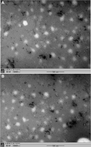 Figure 4 Transmission electron microscopy of baicalin-loaded nanoemulsions with 50-fold dilution in distilled water.Notes: (A) BAN-1. (B) BAN-2.Abbreviations: BAN-1, baicalin-loaded nanoemulsion created by dissolution of baicalin in PEG400 and mixing with soy-lecithin, tween-80, IPM, and water; BAN-2, baicalin-loaded nanoemulsion created by dissolution of baicalin in the final nanoemulsion formulations.