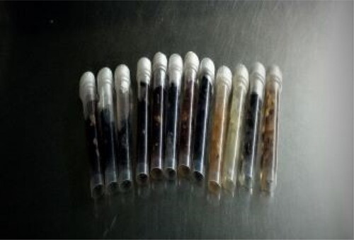 Figure 7. Preservation of B. oryzae isolates mycelia in test tubes.