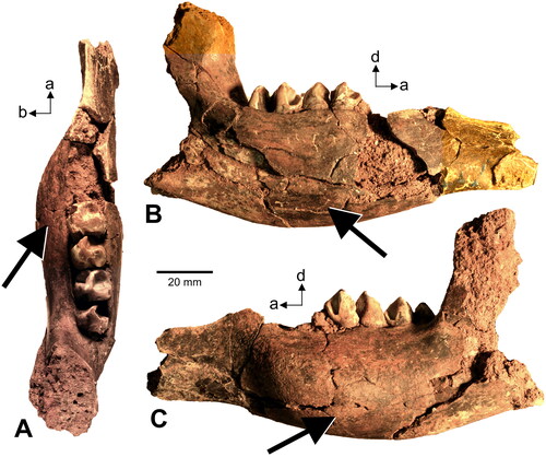 Figure 3. Left mandible of Osphranter ?pan (QMF61053) from Diprotodon Site at the Chinchilla Rifle Range showing expression of MPPD (indicated by large arrows). A, Occlusal view; B, lingual view; C, buccal view. Abbreviations (lowercase): a, anterior; b, buccal; d, dorsal. For comparison to non-pathological mandibular specimens of O. pan, see plates 17 and 18 in Bartholomai (Citation1975). A digital 3D photogrammetric model (https://doi.org/10.17602/M2/M515488) and associated image series of the specimen is available on Morphosource (https://doi.org/10.17602/M2/M515485).