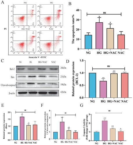 Figure 9. High glucose induces pericyte apoptosis through the mitochondrial pathway mediated by oxidative stress involving CytC/AIF. A:Representative images of FITC-PI flow cytometry; B: Statistical analysis of the percentage of apoptotic cells by flow cytometry, n = 3, One-way Anova with Turkey’s post-hoc test, *P < 0.05 vs NG, #P < 0.05 vs HG; C: Representative Western Blot images of Bcl-2, Bax, and cleaved-Caspase3; D: Statistical analysis of Bcl-2 protein expression level, n = 3, One-way Anova with Turkey’s post-hoc test, **P < 0.01 vs NG, ##P < 0.01 vs HG; E: Statistical analysis of Bax protein expression level, n = 3, One-way Anova with Turkey’s post-hoc test, **P < 0.01 vs NG, ##P < 0.01 vs HG; F: Statistical analysis of cleaved-Caspase3 protein expression level, n = 3, One-way Anova with Turkey’s post-hoc test, *P < 0.05 vs NG, #P < 0.05 vs HG, h; G. Statistical analysis of Caspase 3 activity results in each group of cells, n = 4, One-way Anova with Turkey's post-hoc test, ***P < 0.001 vs NG,### P < 0.05 vs HG, &P < 0.05 vs HG + NAC. Data are presented as the means ± SEMs.