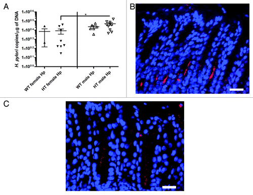 Figure 3. (A) Colonization of H. pylori in the stomach analyzed with quantitative PCR (*, p < 0.05). Values are expressed as H. pylori copies per µg of mouse DNA. Values for three mice without H. pylori colonization are not shown in the graph. (B) Fluorescent in situ hybridization (FISH) of H. pylori in the gastric antrum of an infected hepatitis C virus transgenic male mouse (HT male Hp). (C) FISH of H. pylori in the gastric antrum of an infected hepatitis C virus transgenic female mouse (HT female Hp). (B and C) bar size ~20 µm.