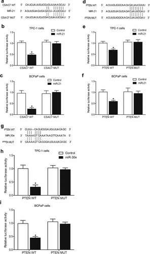 Figure 6. MEL treatment suppressed the expression of miR-30e and miR-21 while enhancing the lncRNA-CASC7 and PTEN mRNA expression as well as H2S production in TPC-1 and BCPaP cells (* P value < 0.05, vs. untreated cells).