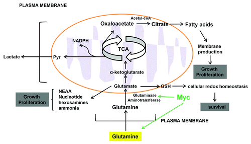 Figure 3. Glutamine metabolism in cancer cells. High throughput glutamine uptake feeds cancer cell growth and proliferation with a large pool of carbon and nitrogen for the biosynthesis of the nonessential amino acids and fatty acids for membrane production. Carbon precursors derived from glutaminolysis (oxaloacetate and glutamate) serve as the carbon substrate for amino acid biosynthesis and lactate. Glutamate donates its amine group to these carbon substrates to produce non-essential amino acids (NEAA), nucleotide and α-ketoglutarate. Glutamine can be converted directly into GSH which has antioxidant role and plays a key role in controlling cellular redox homeostasis.