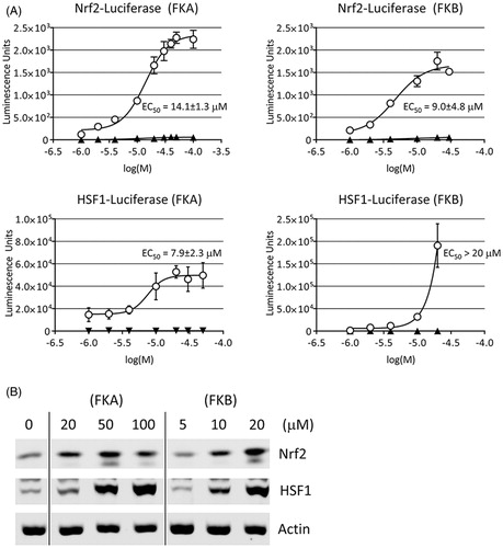 Figure 2. Activation of Nrf2 and HSF1. (A) Luciferase reporter assay of Nrf2 and HSF1 following FKA or FKB treatment. HepG2 were transfected with firefly luciferase reporter constructs for Nrf2 (pGL3-ARE), HSF1 (pGL4-HSE) or their respective parent vectors (pGL3-Promoter, pGL4.27) as empty plasmid controls. Transfected cells were subsequently treated with FKA, FKB or vehicle control (0.1% DMSO) for 24 h and luciferase was measured. EC50 values for the enhancement of luciferase expression were calculated by nonlinear regression as described in the “Materials and methods” section. (B) Nuclear expression of Nrf2 and HSF1 is enhanced by FKA or FKB. HepG2 were treated with the indicated concentrations of FKA, FKB or vehicle control (0.1% DMSO, 0 μM) for 24 h and total protein was collected and analysed by Western blot using nuclear β-actin levels as a loading control.